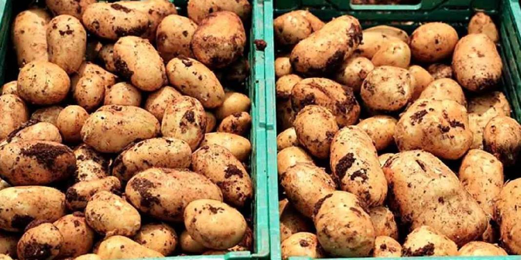 Turfanda ‘Sarı altın’ hasadı başladı! Dönüme 3 ton ürün alınıyor, kilosu 25 TL’den satılıyor 5